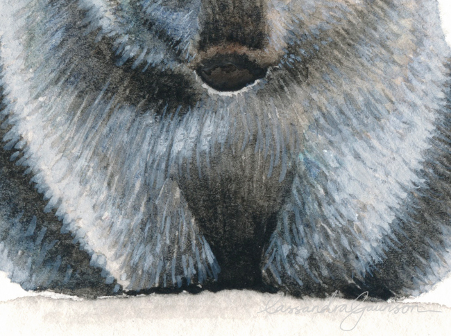 wombat3